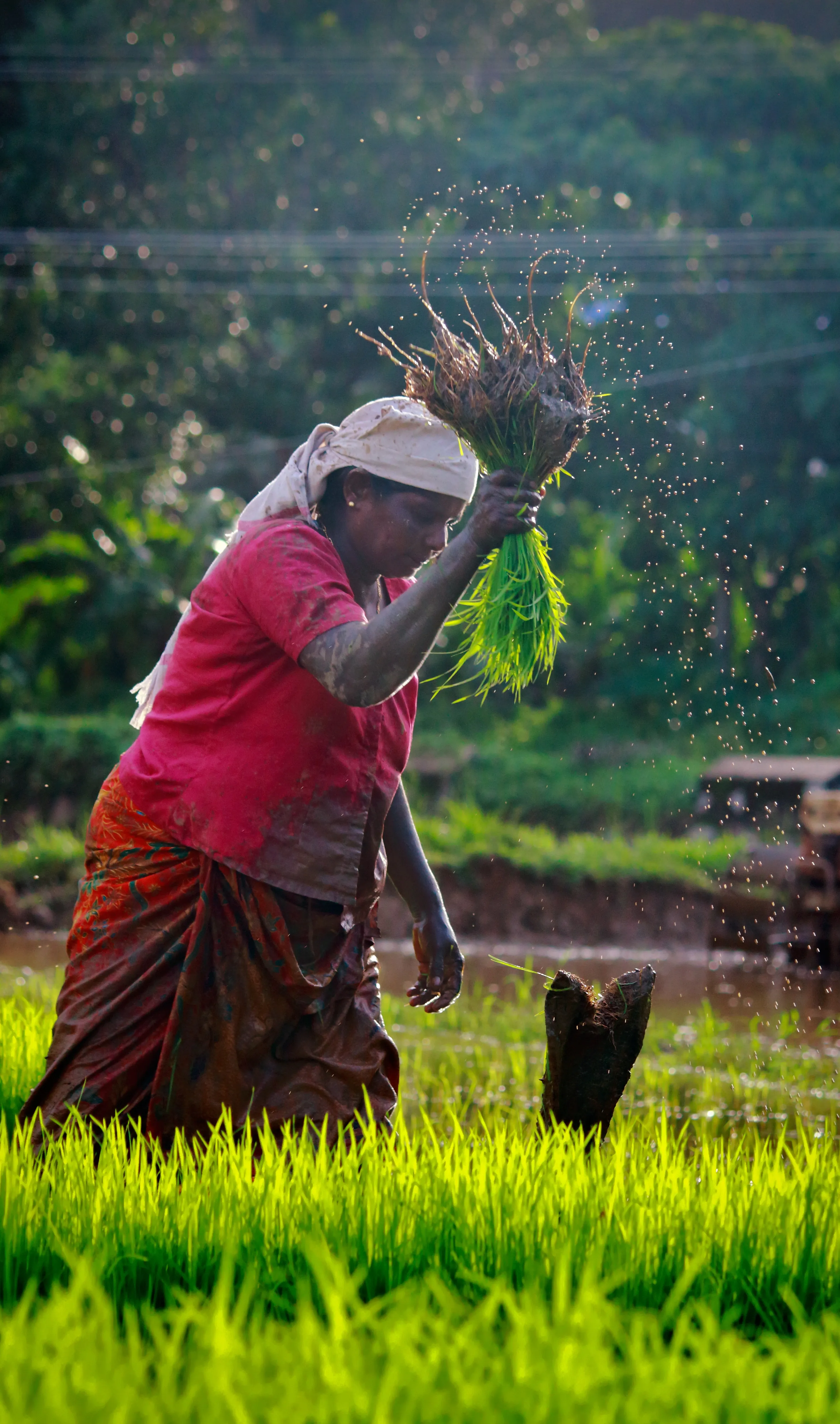 Sustainably sourced botanical ingredients for dietary supplements
